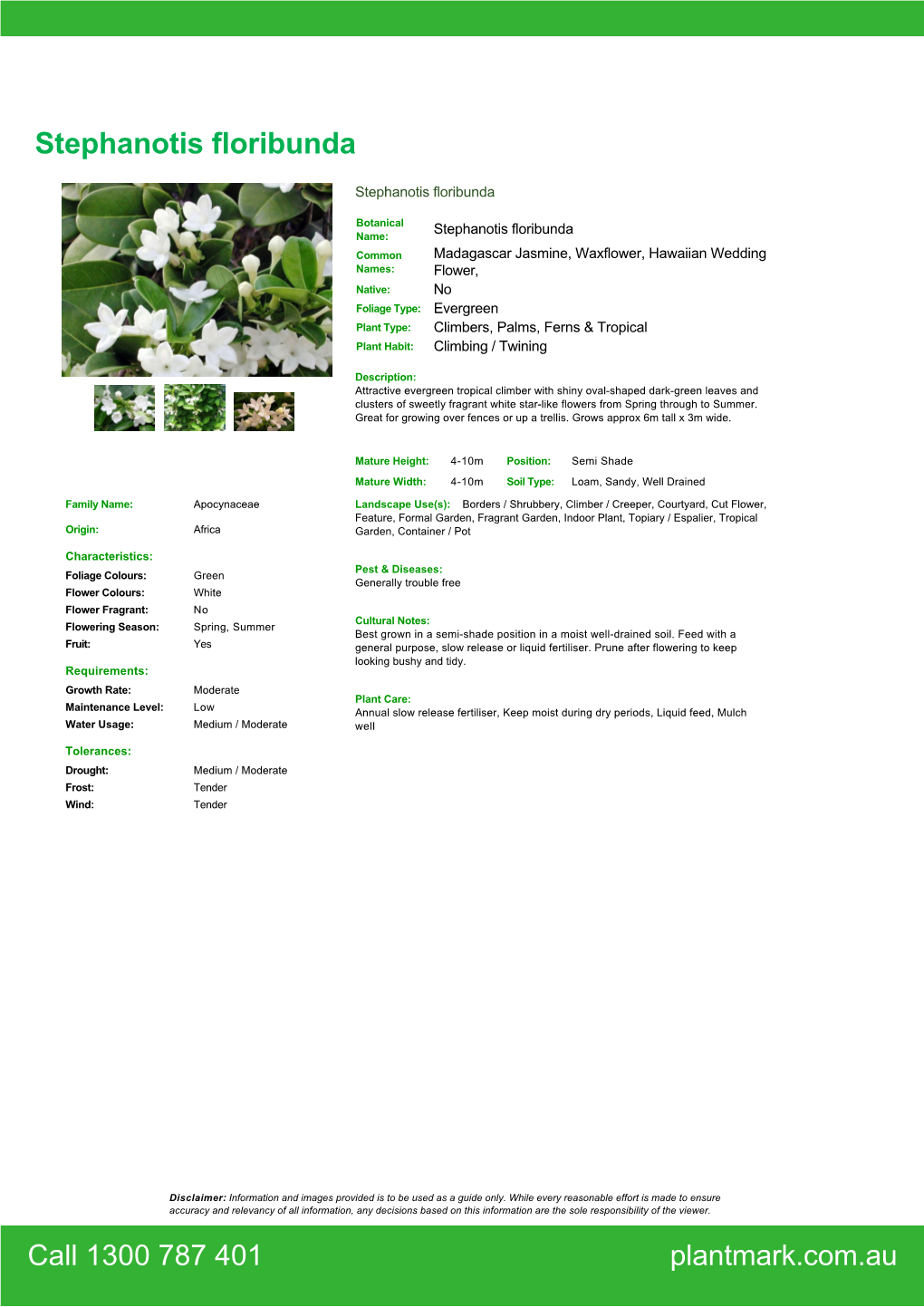 Stephanotis Floribunda