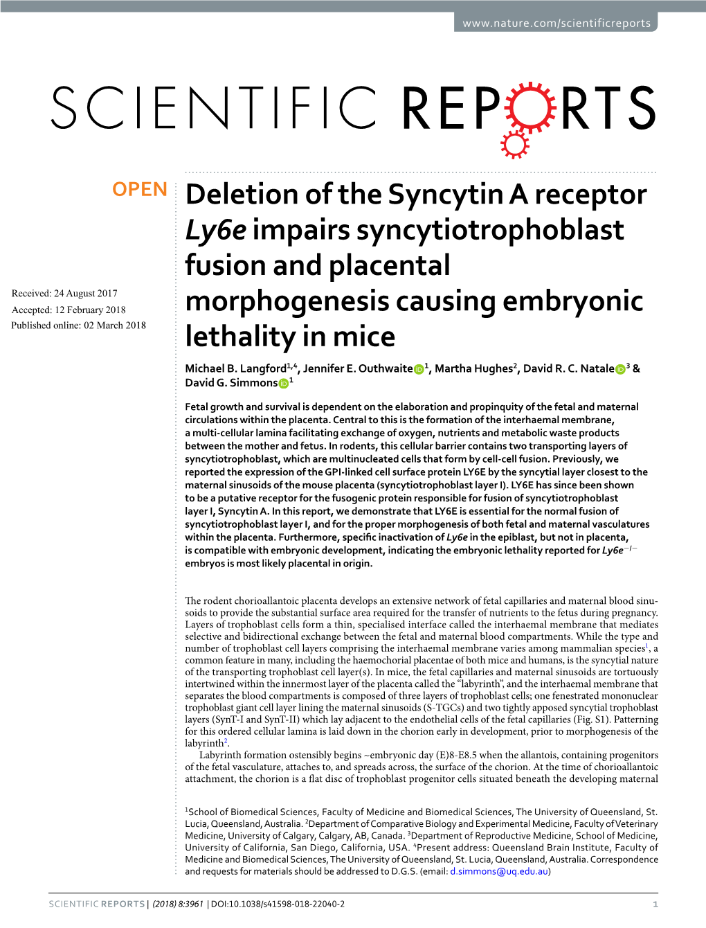 Deletion of the Syncytin a Receptor Ly6e Impairs Syncytiotrophoblast Fusion and Placental Morphogenesis Causing Embryonic Lethal