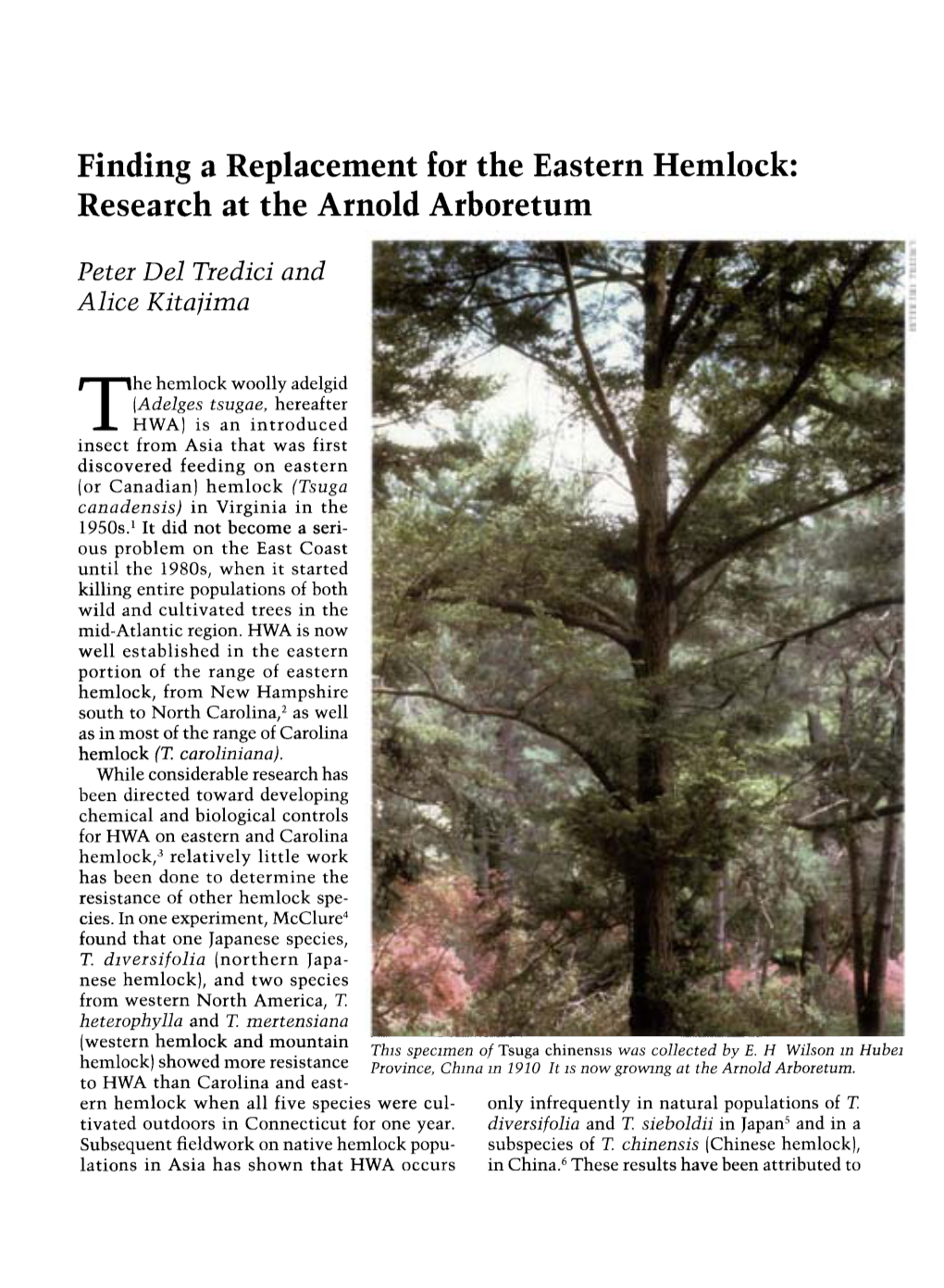 Finding a Replacement for the Eastern Hemlock: Research at the Arnold Arboretum
