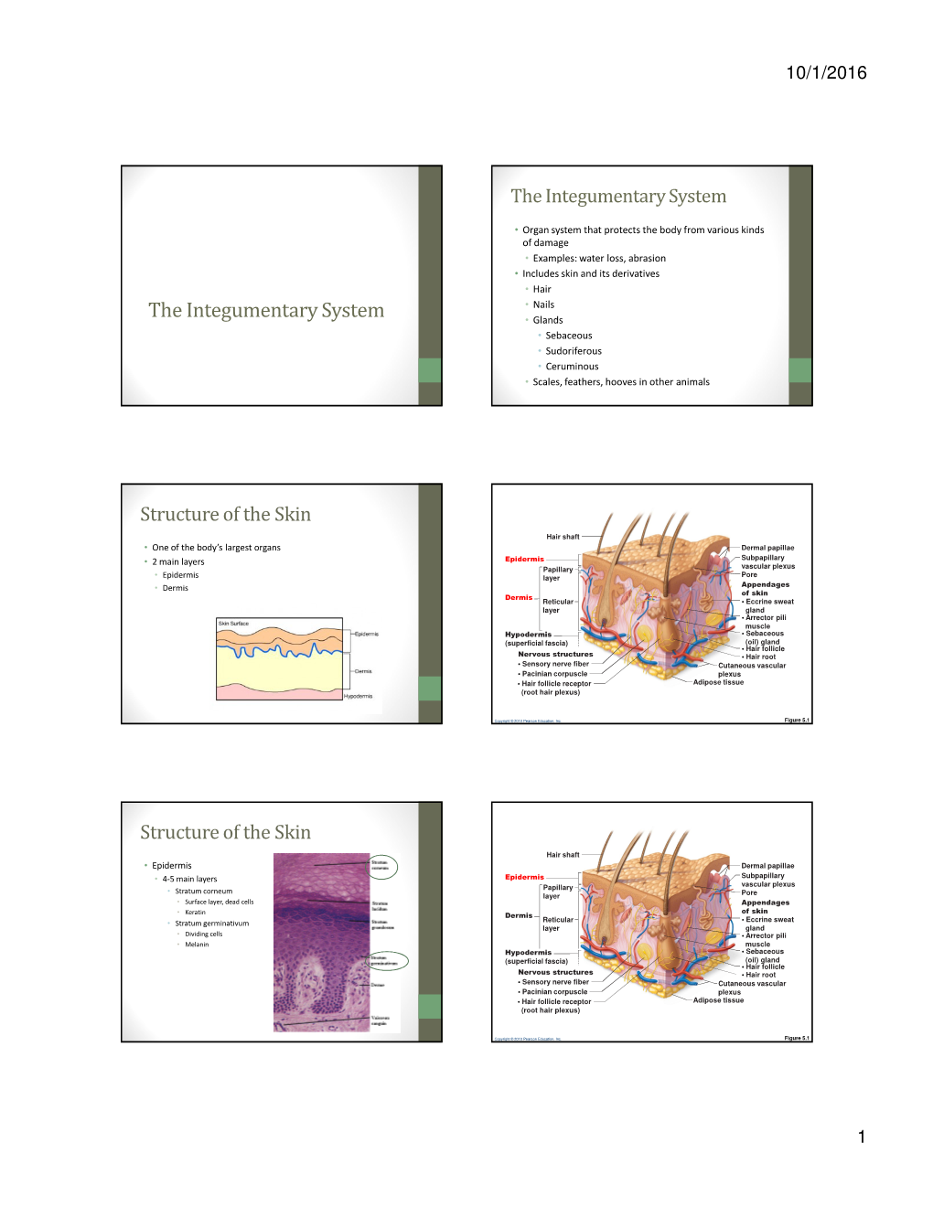 The Integumentary System