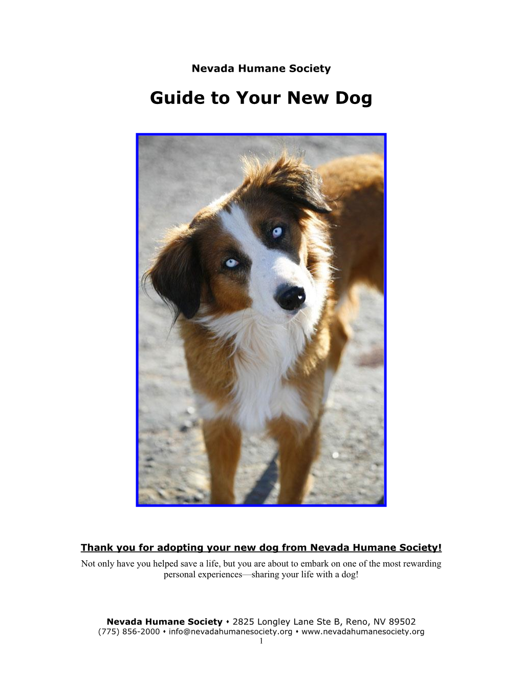 Guide to Your New Dog