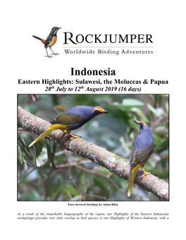 Sulawesi & Halmahera 2011/Rockjumper