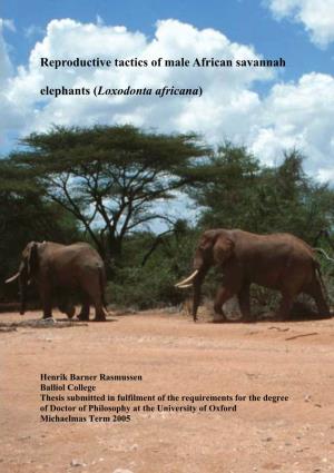 Reproductive Tactics of Male African Savannah Elephants (Loxodonta Africana)