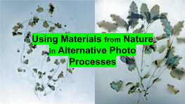 Using Materials from Nature in Alternative Photo Processes How I Learned About Alternative Photo Processes: Graduate School - CU Boulder