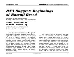 DNA Suggests Beginnings of Basenji Breed