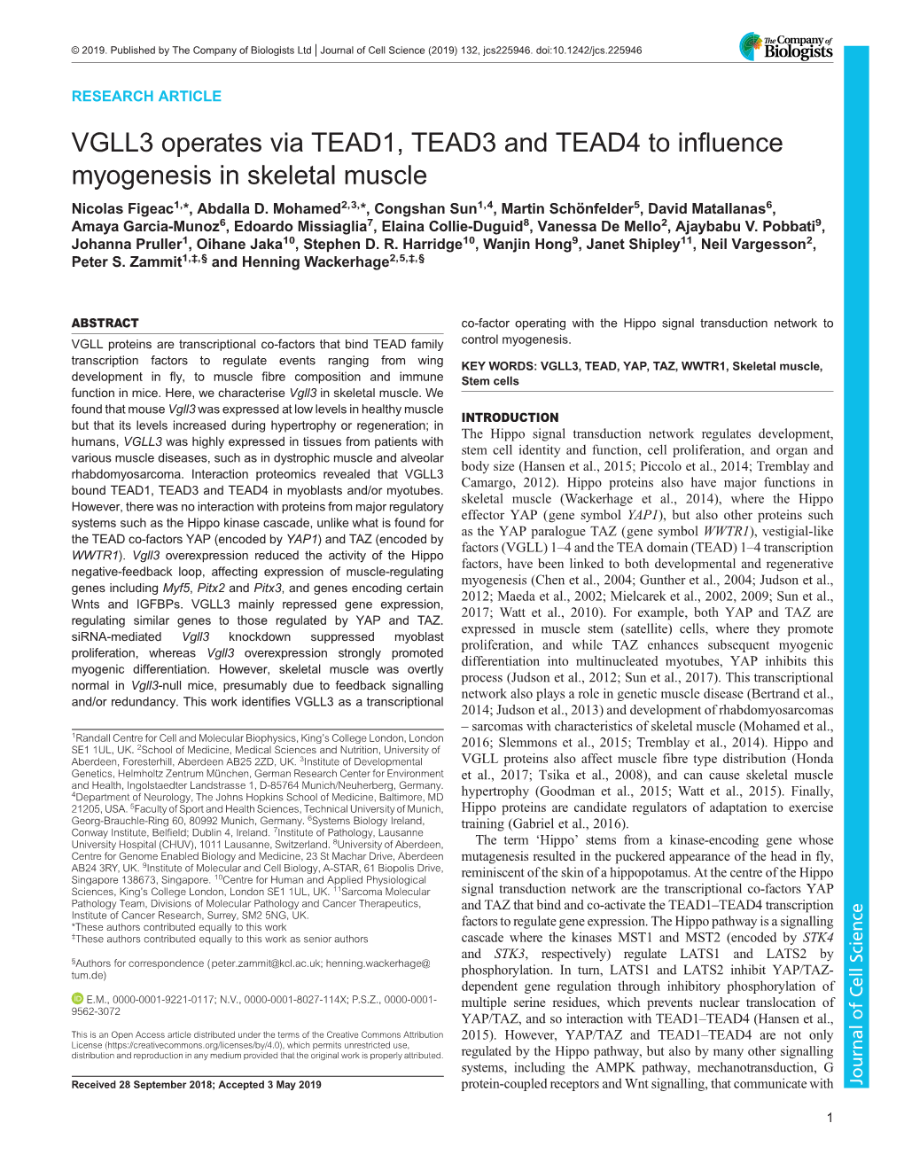 VGLL3 Operates Via TEAD1, TEAD3 and TEAD4 to Influence Myogenesis in Skeletal Muscle Nicolas Figeac1,*, Abdalla D