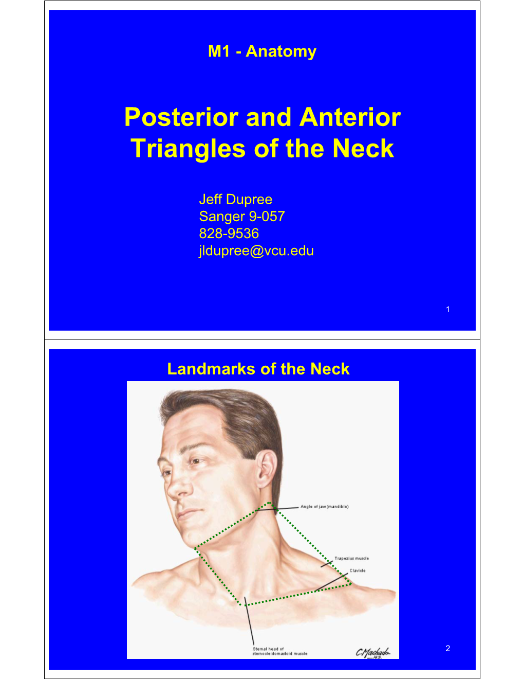 Posterior and Anterior Triangles of the Neck