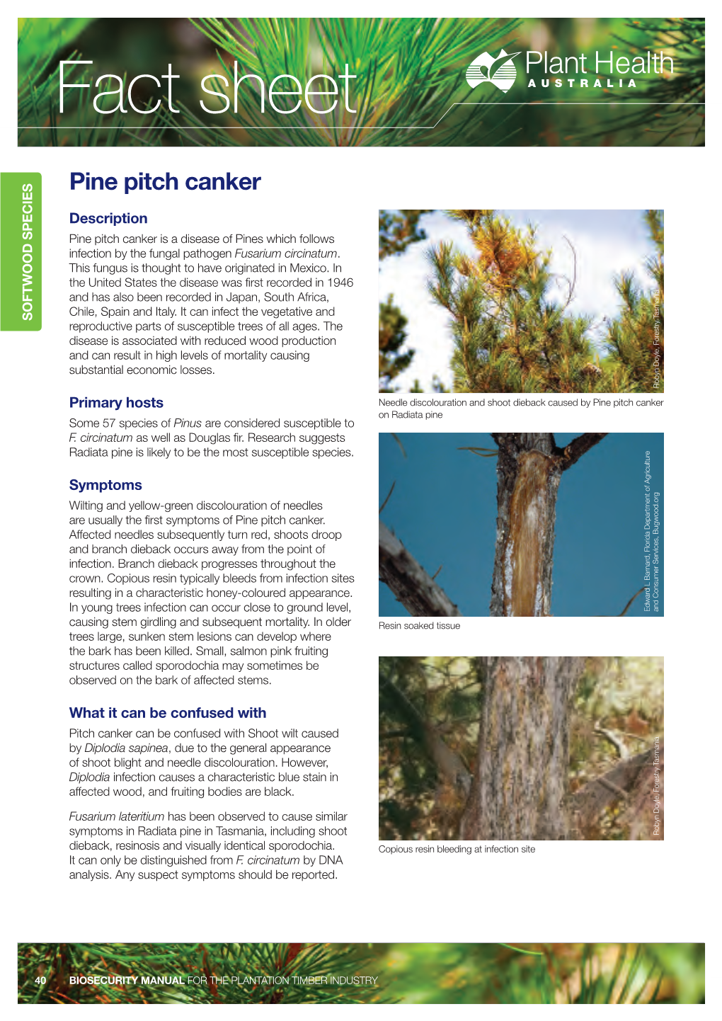 Pine Pitch Canker