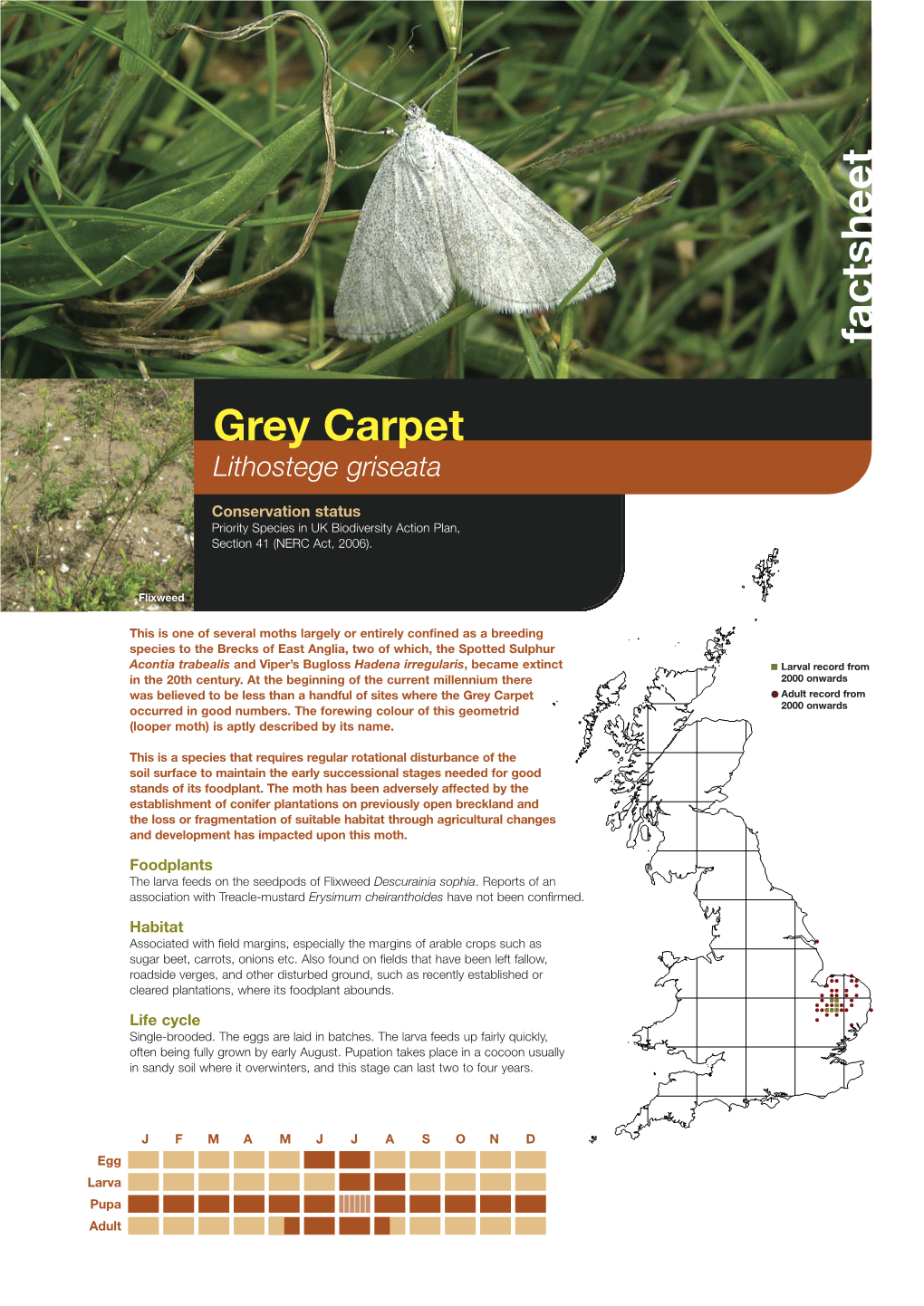 Grey Carpet Priority Species Factsheet