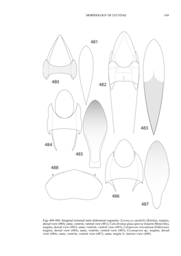 Morphology of Lycidae with Some Considerations On