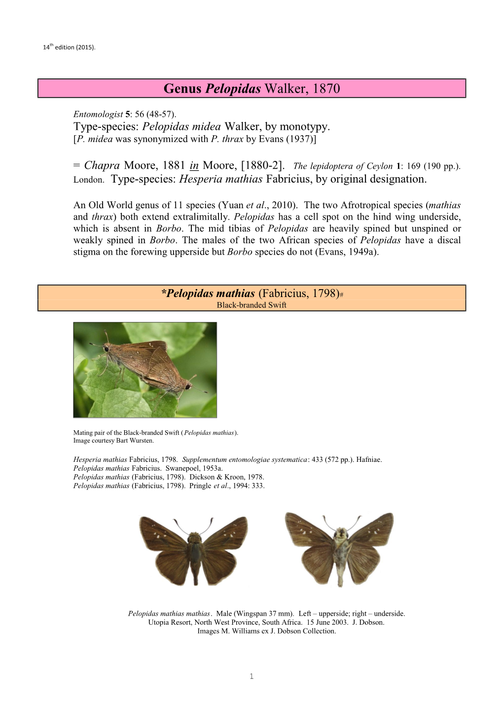 378 Genus Pelopidas Walker