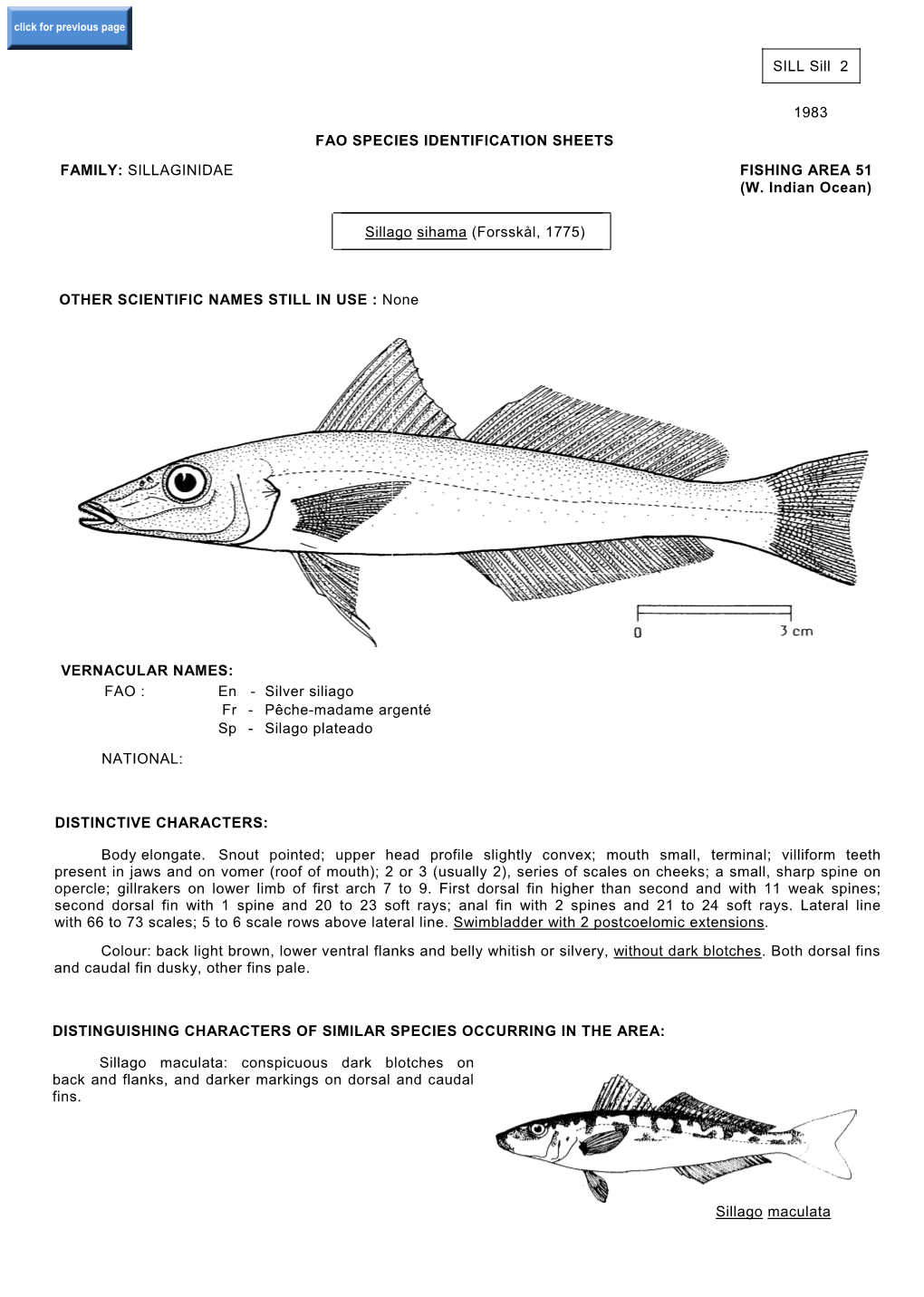 SILL Sill 2 1983 FAO SPECIES IDENTIFICATION SHEETS FAMILY: SILLAGINIDAE FISHING AREA 51 (W. Indian Ocean) Sillago Sihama (Forss