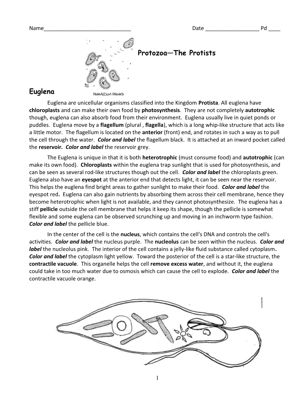 Protists--The Protozoans Packet