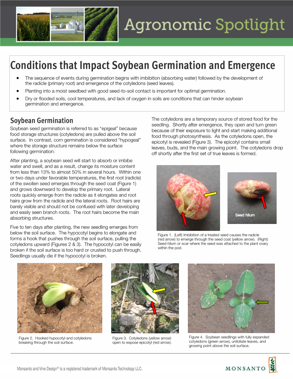 Conditions That Impact Soybean Germination and Emergence