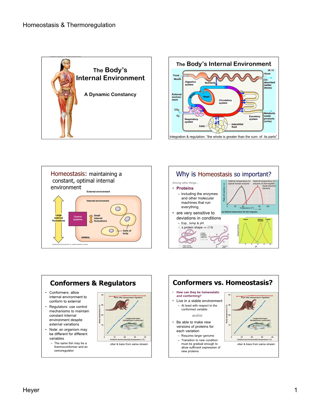 The Body's Internal Environment Conformers & Regulators Conformers Vs. Homeostasis?