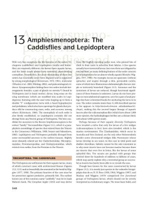 Amphiesmeno- Ptera: the Caddisflies and Lepidoptera