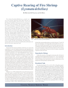 Captive Rearing of Fire Shrimp (Lysmata Debelius)