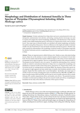 Morphology and Distribution of Antennal Sensilla in Three Species of Thripidae (Thysanoptera) Infesting Alfalfa Medicago Sativa