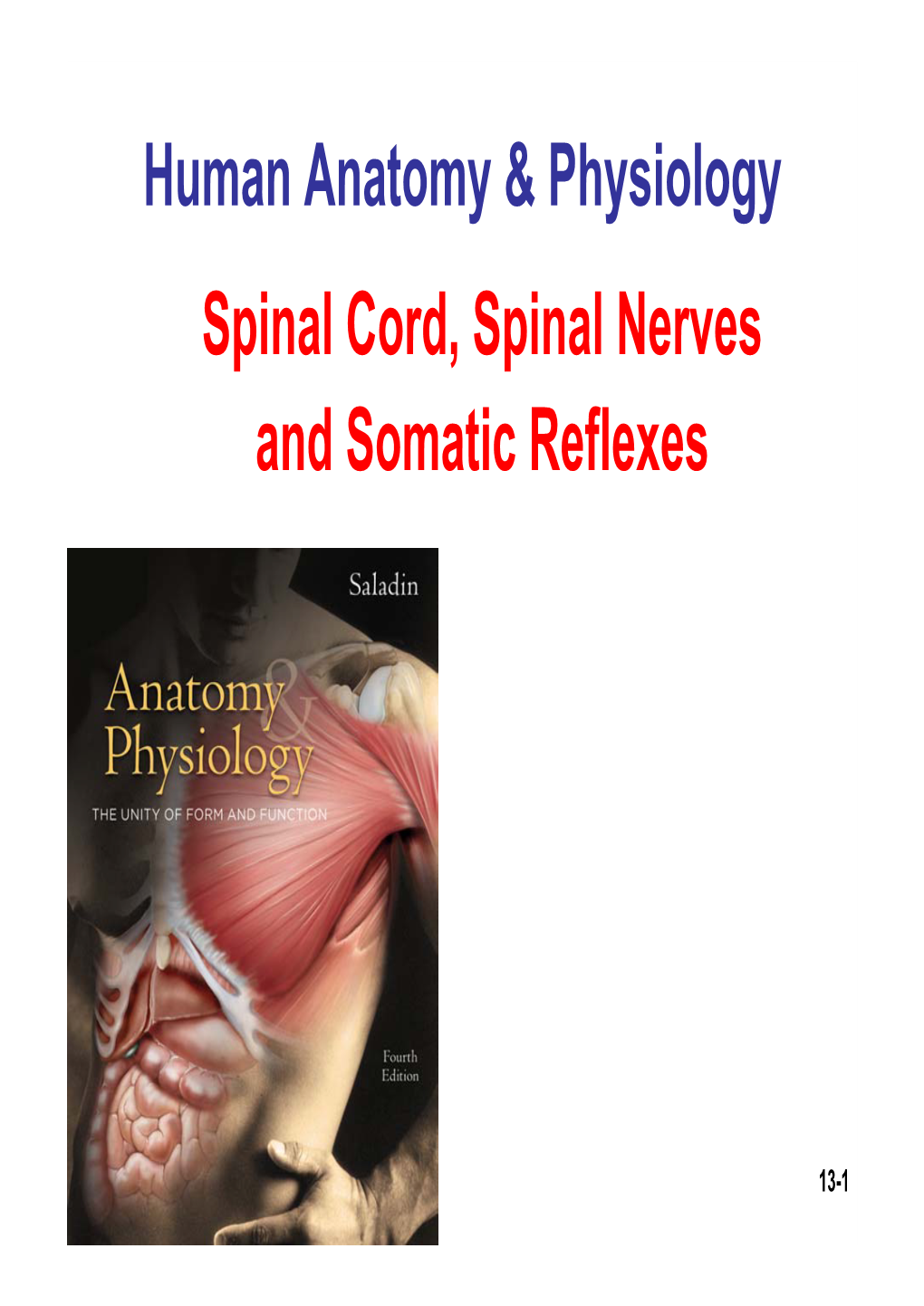 Human Anatomy & Physiology Spinal Cord, Spinal