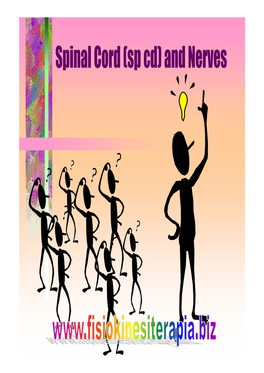 Spinal Cord (Sp Cd) and Nerves NERVOUS SYSTEM Functions of Nervous System