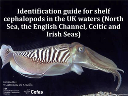 Identification Guide for Shelf Cephalopods in the UK Waters (North Sea, the English Channel, Celtic and Irish Seas)