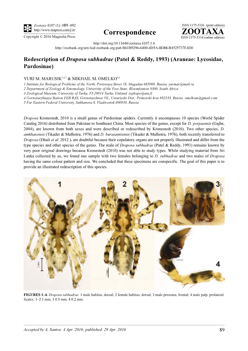 Redescription of Draposa Subhadrae (Patel & Reddy, 1993) (Araneae