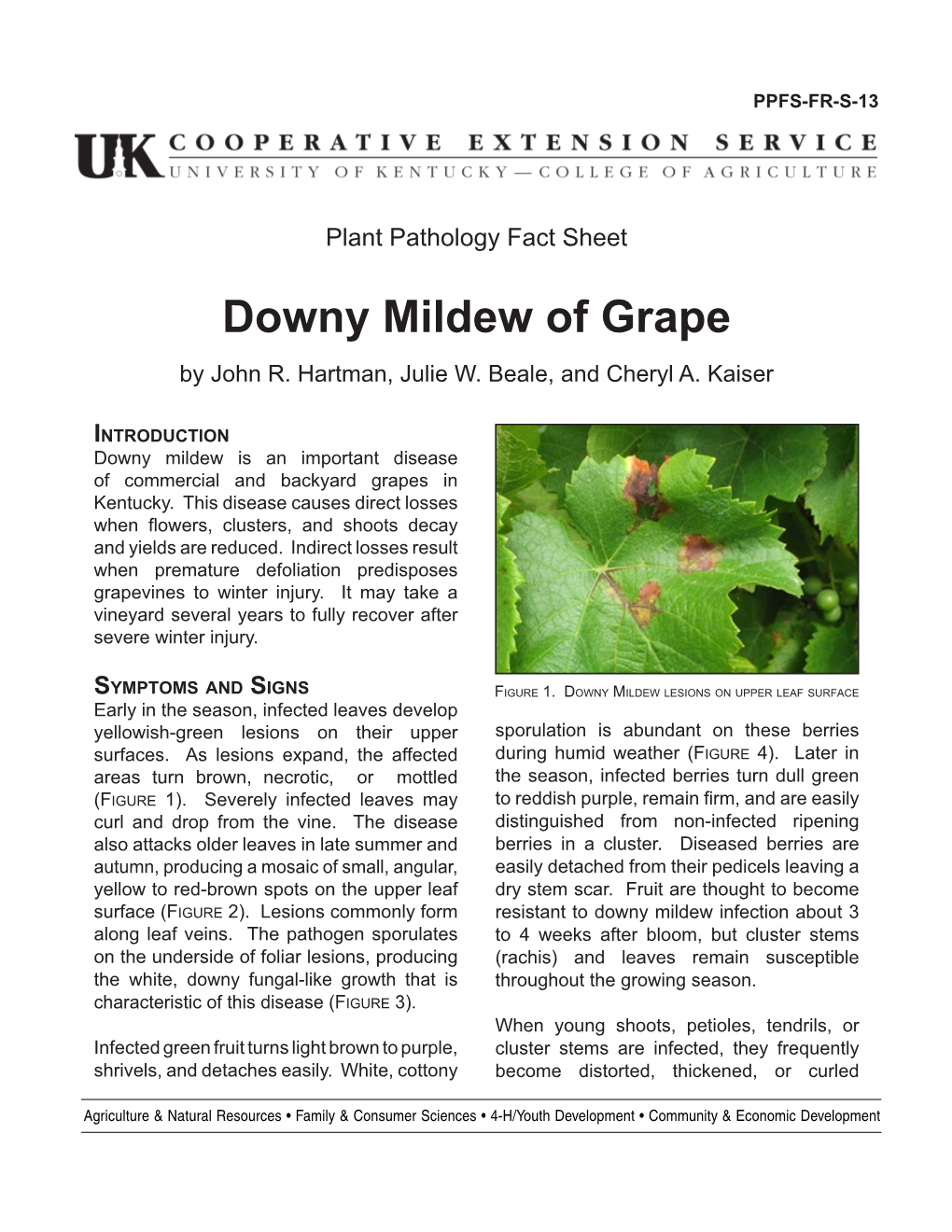 Downy Mildew of Grape by John R