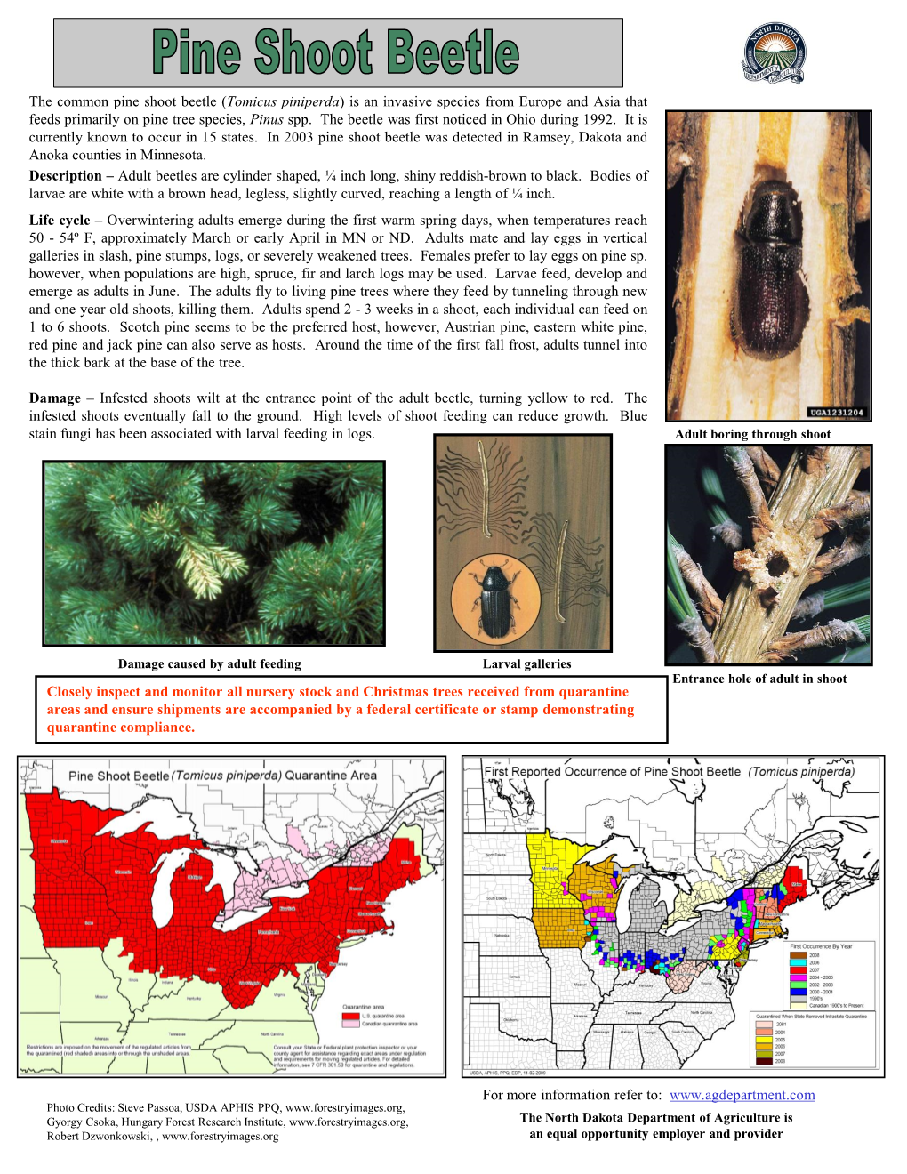 The Common Pine Shoot Beetle (Tomicus Piniperda) Is an Invasive Species from Europe and Asia That Feeds Primarily on Pine Tree Species, Pinus Spp