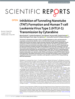 Inhibition of Tunneling Nanotube (TNT) Formation And