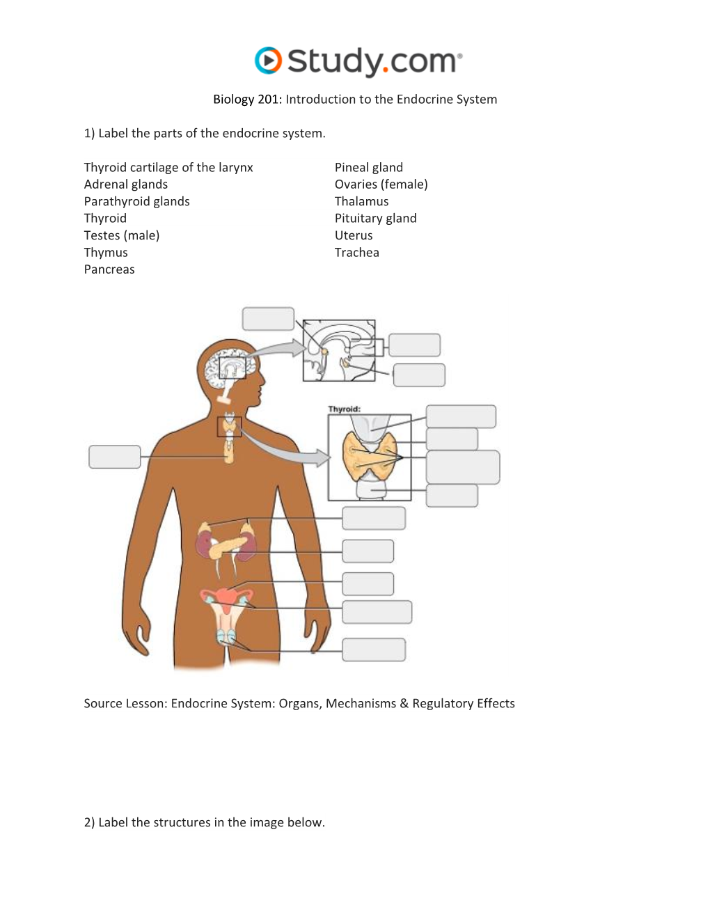 Endocrine System Visual Worksheet