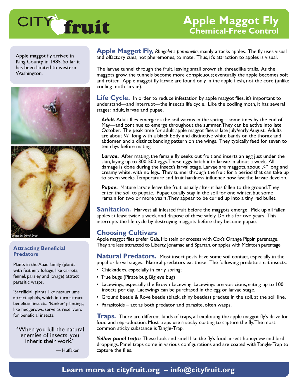 Apple Maggot Fly Chemical-Free Control