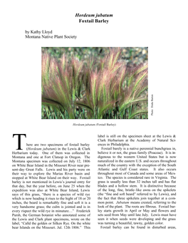 Hordeum Jubatum Foxtail Barley