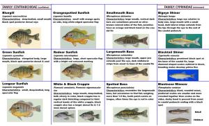 Pennington Creek Fish