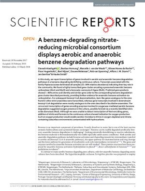 A Benzene-Degrading Nitrate- Reducing Microbial