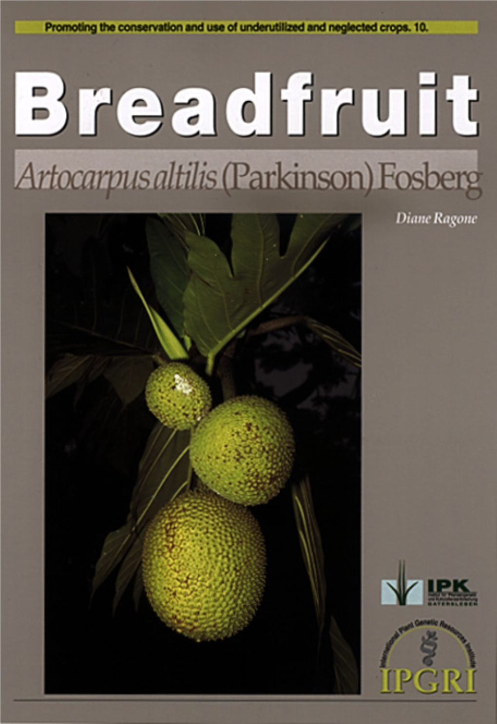 Breadfruit. Artocarpus Altilis (Parkinson) Fosberg