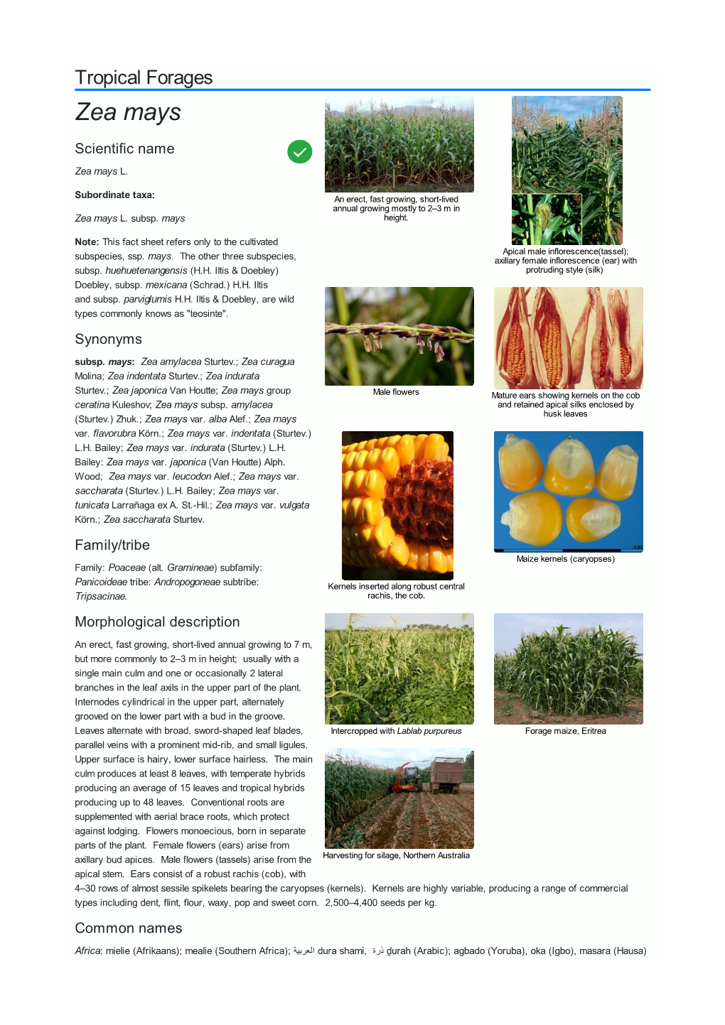 Zea Mays Scientific Name  Zea Mays L