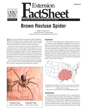 Brown Recluse Spider