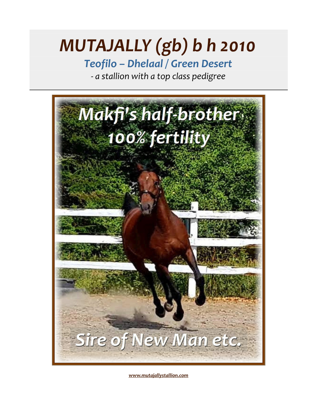 MUTAJALLY (Gb) B H 2010 Teofilo – Dhelaal / Green Desert - a Stallion with a Top Class Pedigree