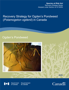 Ogden's Pondweed (Potamogeton Ogdenii) Conservation and Research Plan for New England