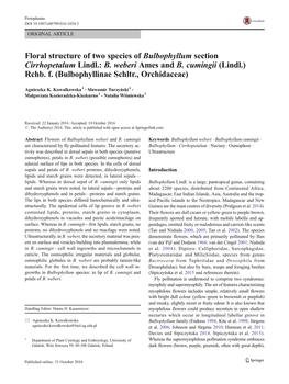 Floral Structure of Two Species of Bulbophyllum Section Cirrhopetalum Lindl.: B
