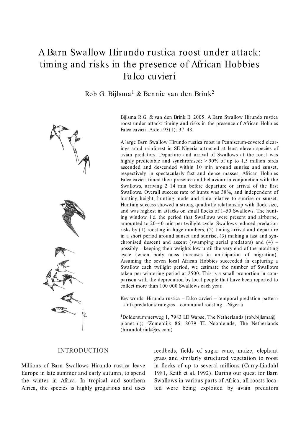 A Barn Swallow Hirundo Rustica Roost Under Attack: Timing and Risks in the Presence of African Hobbies Falco Cuvieri