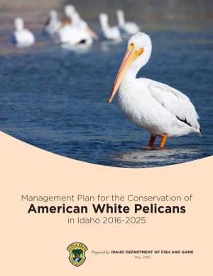 American White Pelicans in Idaho 2016-2025