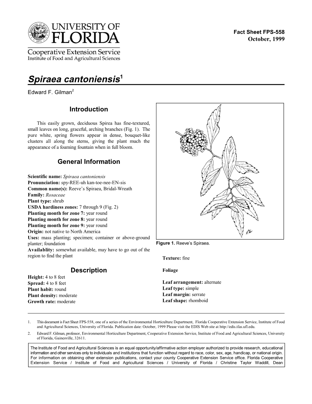 Spiraea Cantoniensis1