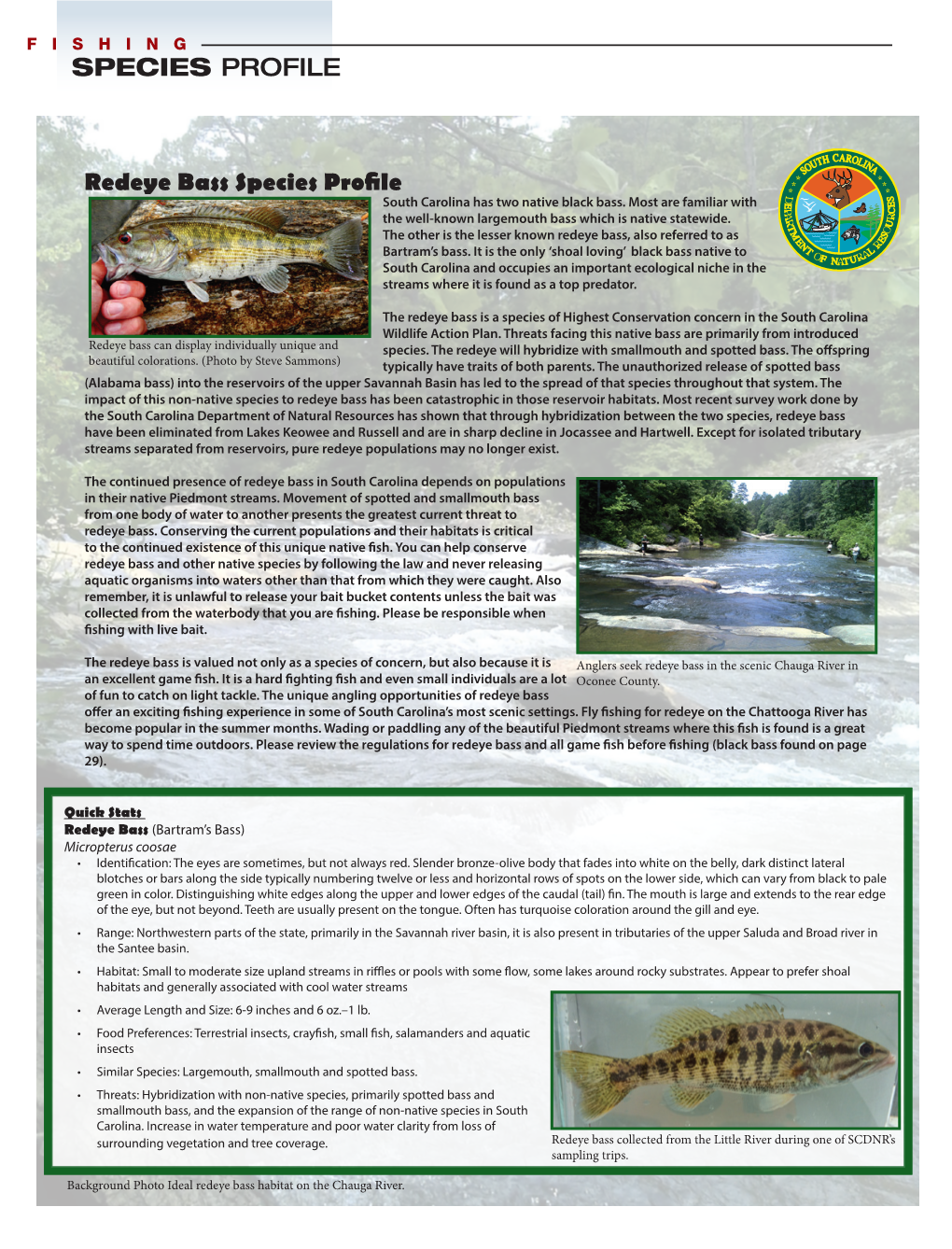 Redeye Bass Species Profile South Carolina Has Two Native Black Bass