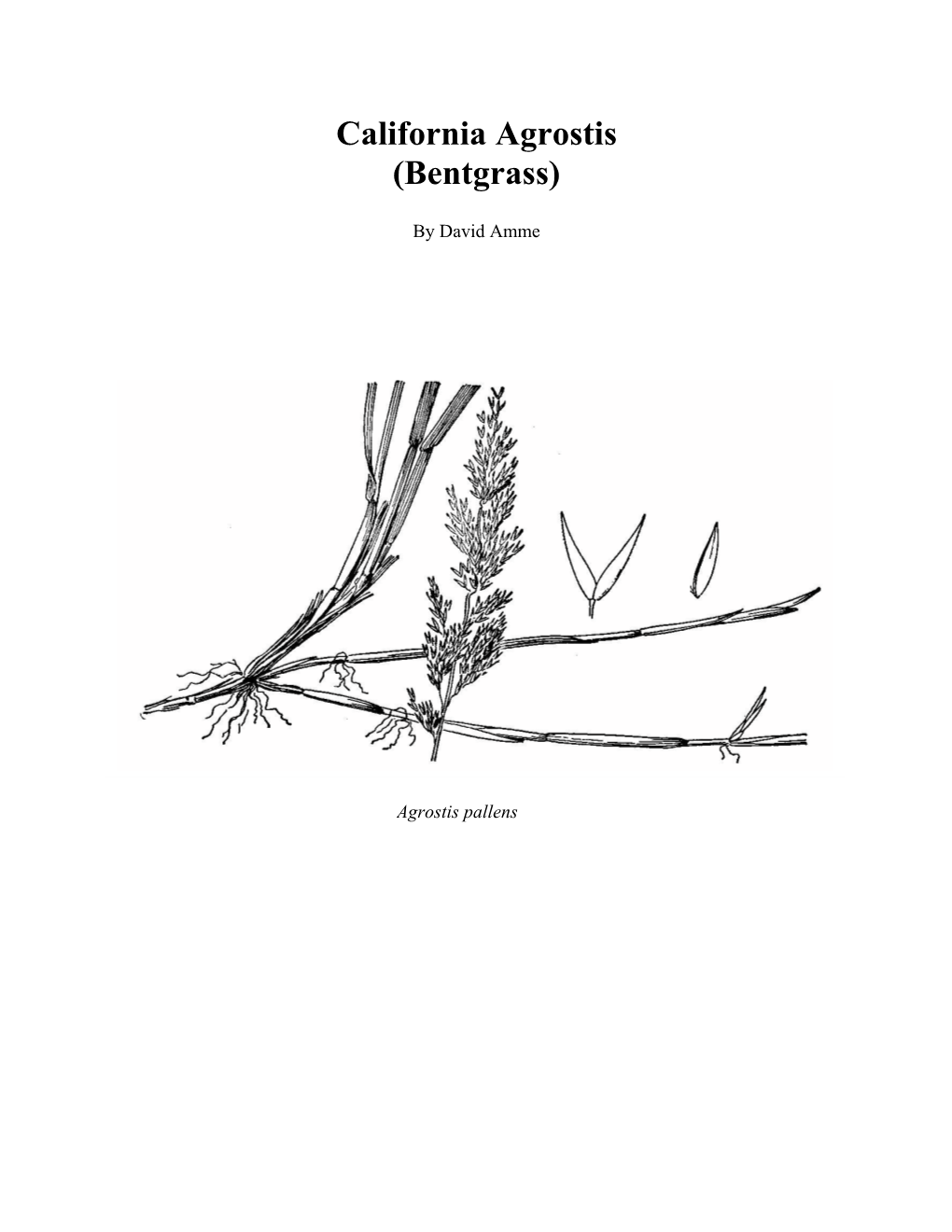 California Agrostis (Bentgrass)