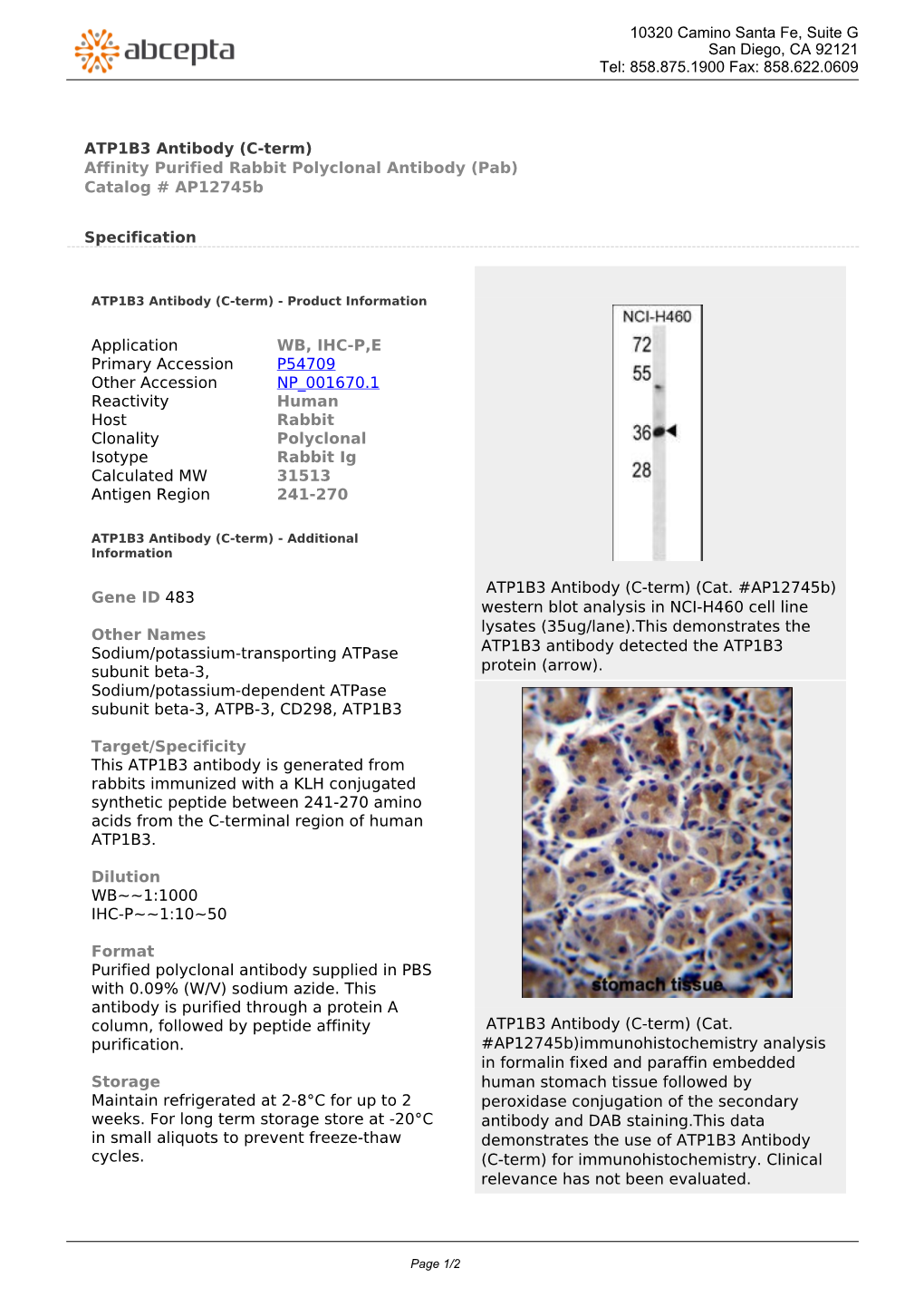 ATP1B3 Antibody (C-Term) Affinity Purified Rabbit Polyclonal Antibody (Pab) Catalog # Ap12745b