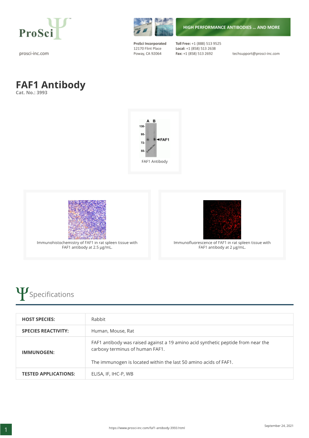 FAF1 Antibody Cat