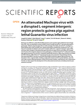 An Attenuated Machupo Virus with a Disrupted L-Segment Intergenic