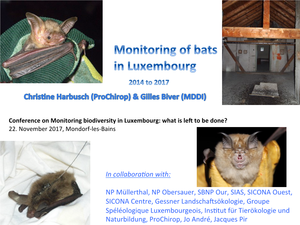 45 Bat Species Occuring in the EU Are Protected