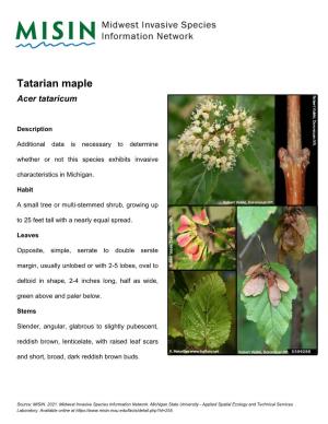 Tatarian Maple Acer Tataricum
